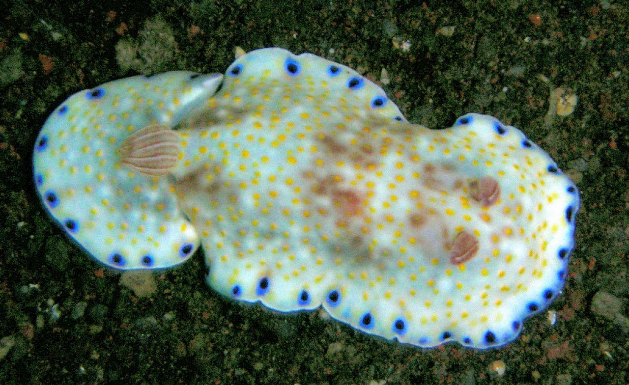 Chromodoris aureopurpurea